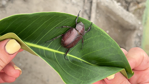 Coelosis biloba