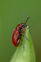 Lilioceris merdigera