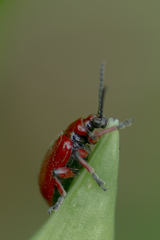 Lilioceris merdigera