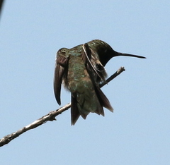 Archilochus