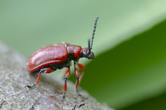 Lilioceris merdigera