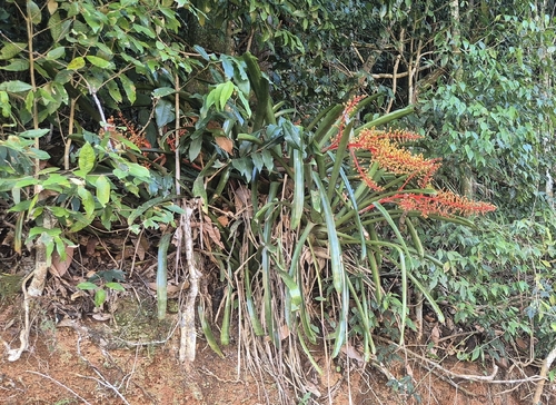 Aechmea ramosa