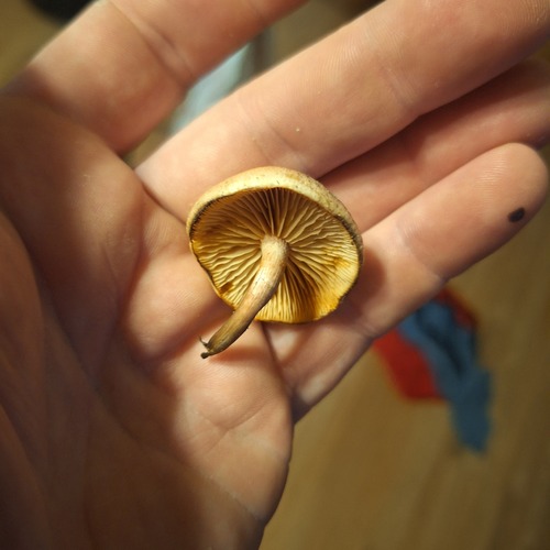 Yellow-gilled Gymnopilus