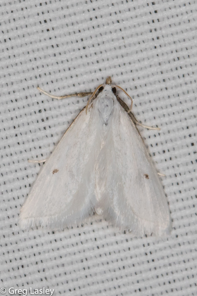 Leptosteges vestaliella