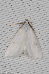 Leptosteges vestaliella