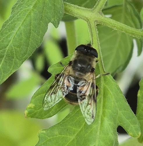 Common Drone Fly