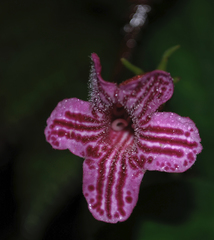 Kohleria huilensis