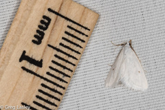 Leptosteges vestaliella