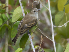 Nesotriccus incomtus