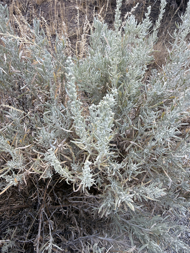 Silver Sagebrush