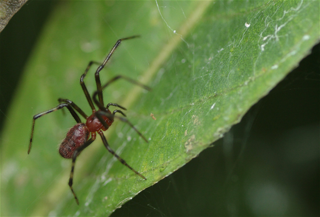 South American social spider