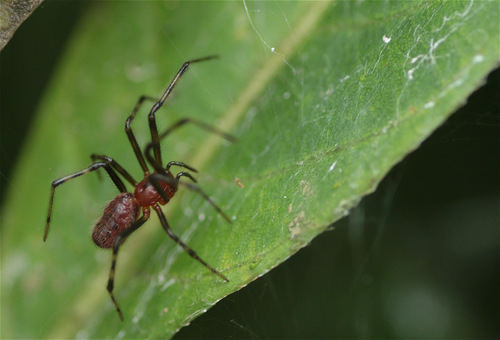South American social spider