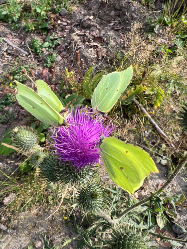 Common Brimstone