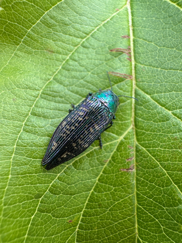 Yellow-spotted Jewel Beetle