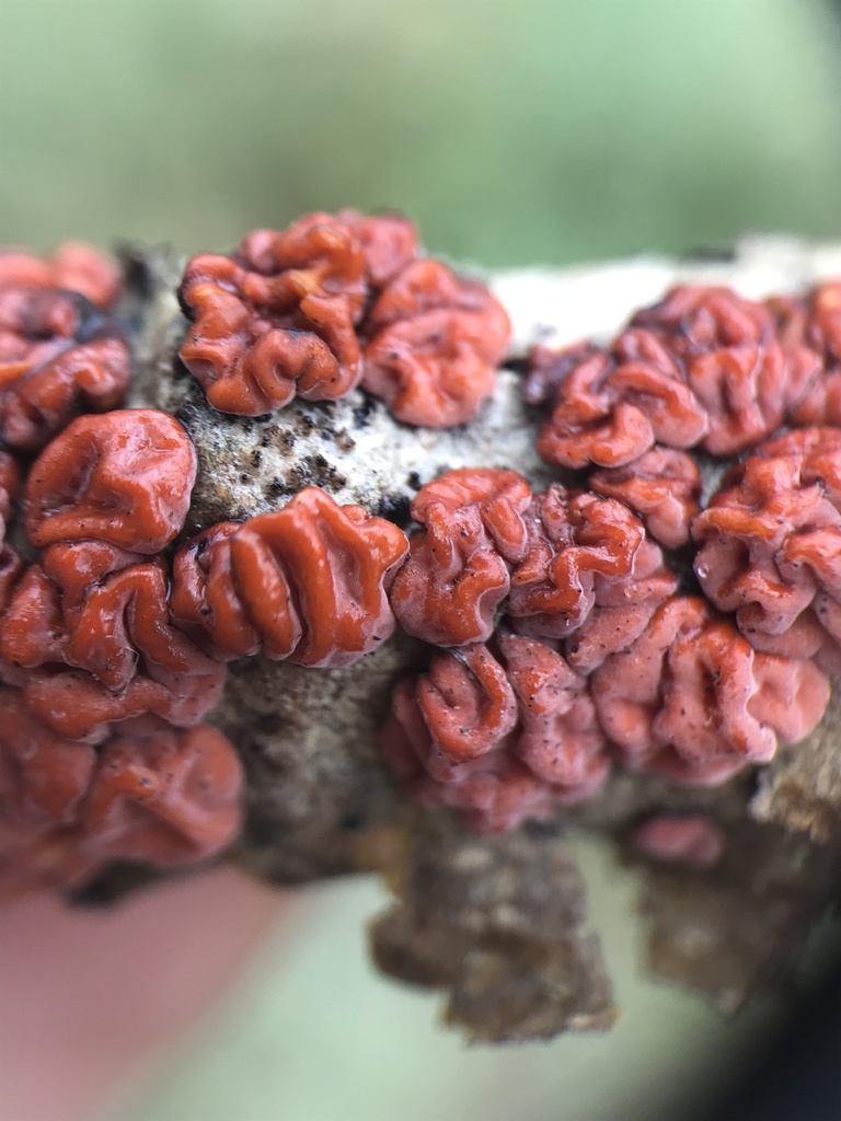 Red Tree Brain Fungus · August 2026 · photo: Photo: (c) Matthew Rozanoff, some rights reserved (CC BY) · iNaturalist
