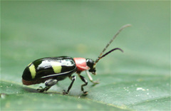 Omophoita boliviana