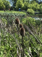 Rudbeckia occidentalis