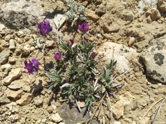 Astragalus spatulatus