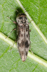 Agrilus lecontei celticola