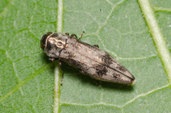 Agrilus lecontei celticola