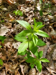 Lysimachia quadrifolia