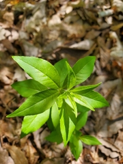 Lysimachia quadrifolia