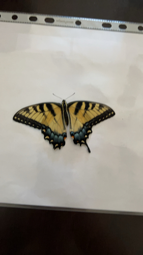 Eastern Tiger Swallowtail