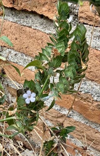 Ruellia blechum, photograph 2