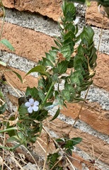 author not stated, no rights reserved Ruellia blechum, photograph author not stated, no rights reserved