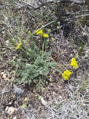 Lomatium foeniculaceum