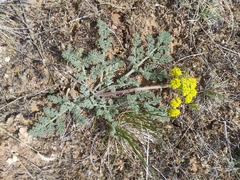 Lomatium foeniculaceum