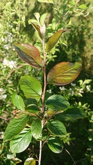 Cotoneaster lucidus