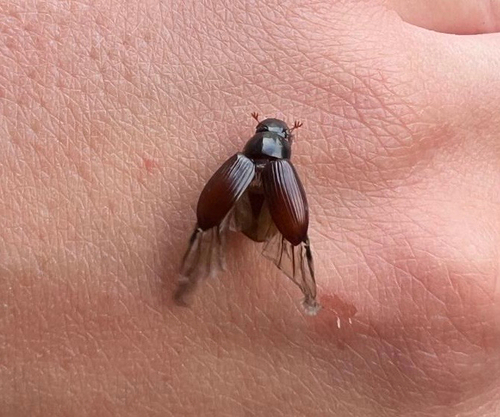 Night-flying Dung Beetle