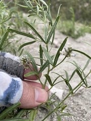 Ladeania lanceolata, photograph (c) Martin Purdy, some rights reserved (CC BY)