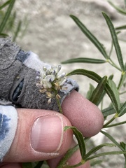 (c) Martin Purdy, some rights reserved (CC BY) Ladeania lanceolata, photograph (c) Martin Purdy, some rights reserved (CC BY)