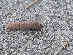 Lepidoptera