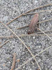 Lepidoptera