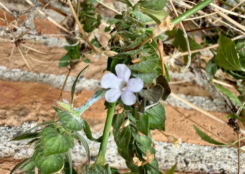 Ruellia blechum, photograph 3