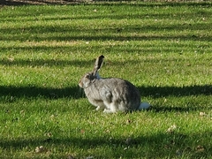 Lepus townsendii