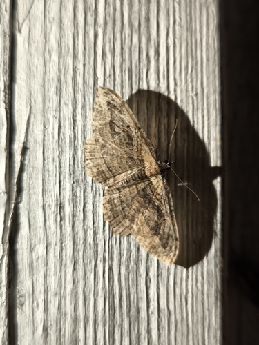Dark Umber