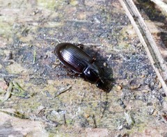 Pterostichus diligens