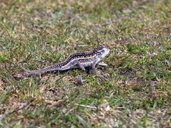 Furcifer campani