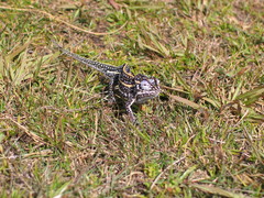 Furcifer campani