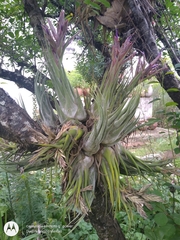 Tillandsia seleriana