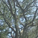 Acacia farnesiana