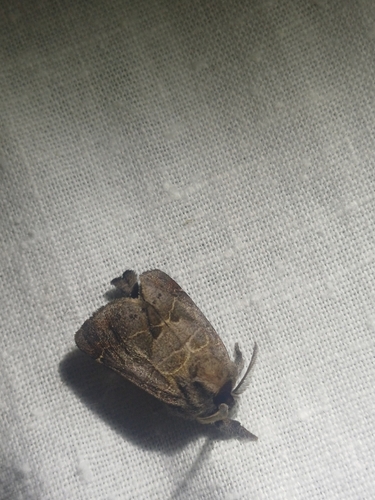 Small Chocolate-tip