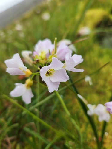 Cardamine pratensis observed 2026-08-13