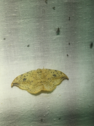 Pebble Hook-tip