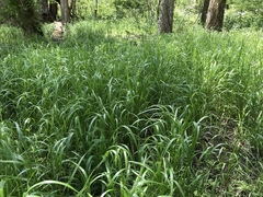 Festuca subverticillata