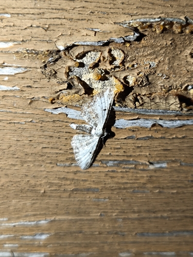 Bordered Pug